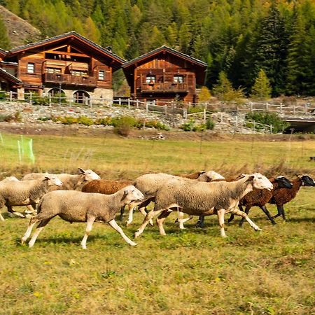 Agriturismo Plan De La Tour B&B Cogne Exterior photo