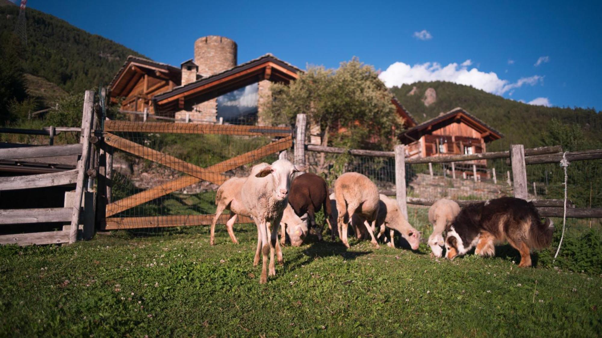 Agriturismo Plan De La Tour B&B Cogne Exterior photo