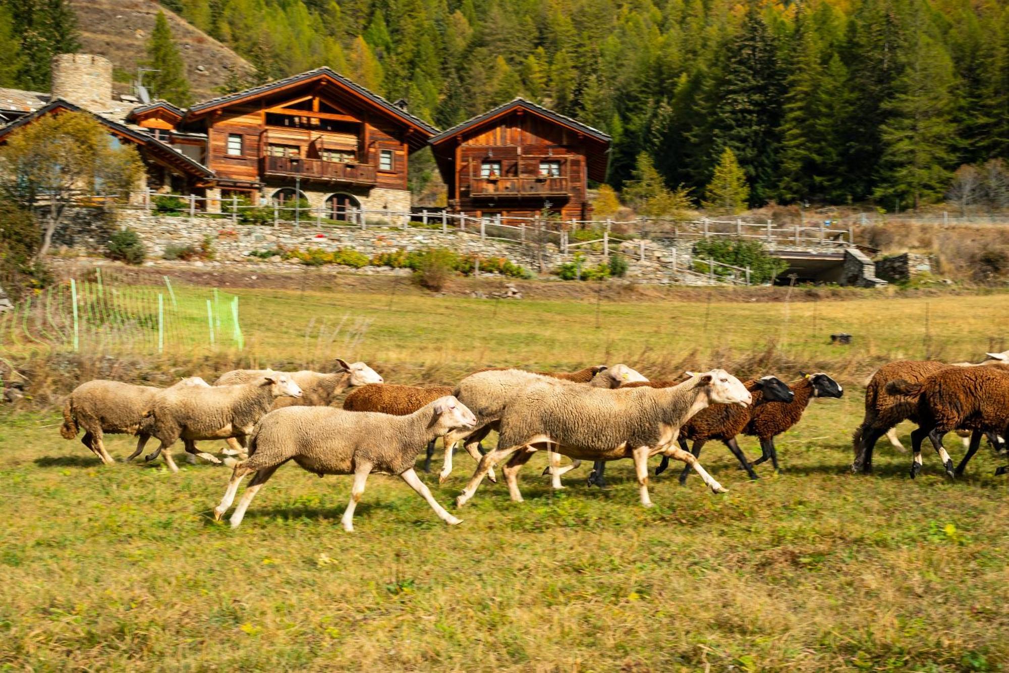 Agriturismo Plan De La Tour B&B Cogne Exterior photo